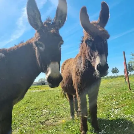 Mani Et Princesse à Partir De 2 à 6 Personnes Sainte-Soline